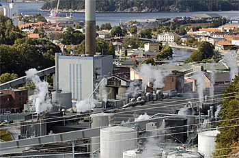 dws-paques-norsk-skog-saugbrugs-plant-350px